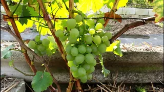 Сорта винограда для себя на участке 2017 г  Серия 98.