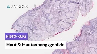 Histologie Haut & Hautanhangsgebilde -- Mikroskopische Anatomie -- AMBOSS Video