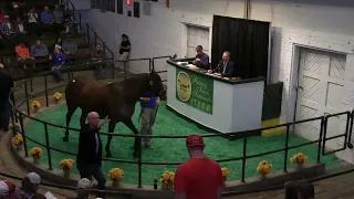 2023 ITBOA Thoroughbred Fall Sale - Des Moines, IA