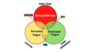 Polyvagaltheorie in 2 Minuten [Vagusaktivierung]