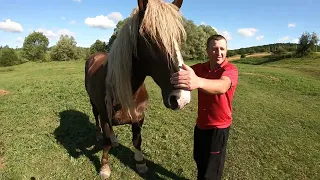 ЖЕРЕБЕЦЬ НА ПАРОВКУ/Коні Ваговози/horses in Ukraine