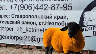 Английский Саффолк на ферме #георгиевскийдорпер #саффолк #суффолк #овцы #животные #suffolk #sheep