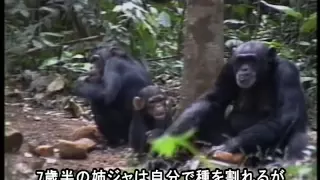 [日本語字幕版] Jokro: the Death of an Infant Chimpanzee -Japanese Subtitle Version