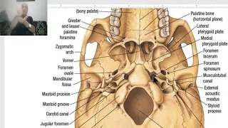 Anatomy of head and neck module in Arabic 12 (Foramina of the skull) , by Dr. Wahdan
