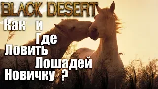 Black Desert Online — где поймать лошадь🐴 споты 🦄 как приручить лошадь