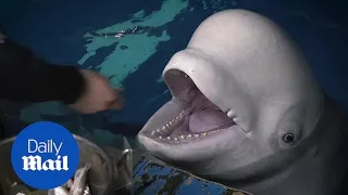 World's first open water sanctuary created for beluga whales