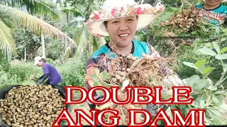 HARVESTING MANI/PEANUT #richfalcontv #kalingaprab #ofw #valsantosmatubang