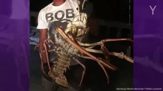 Monster lobster stuns fisherman