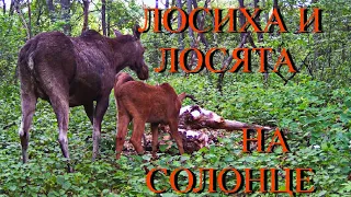 ЛОСИХА И ЛОСЯТА НА СОЛОНЦЕ