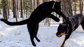 Leopard jump. Luna the flying panther. TikTok video