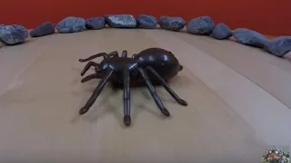 SPIDER Shadow RC Pavouk