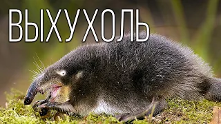 Muskrat: A strange beast with a funny name | Interesting facts about animals of Eurasia