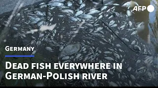 'Dead fish everywhere' in German-Polish river after feared chemical waste dump | AFP