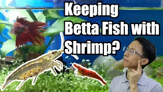 Can You Keep Shrimp With Betta Fish?