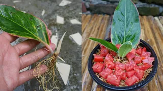 How to grow and care Aglaonema plant simple and effective