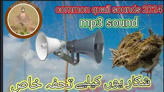common quail sound//batair ki special awaz//quail sound mp3//@sawalhunting-sn9vs