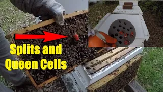 Splitting Bees Using Queen Cells-How I Do