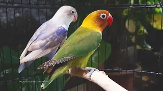 Lovebird Chirping Sounds - Young Green Fischer & Young Pastel Blue Fischer