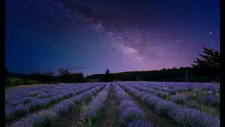 Night On The Lavender Field || Close up cricket sounds, gentle breeze