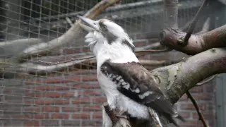 Lachender Hans lacht / laughing kookaburra laughs