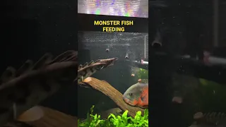 Monster Fish Feeding #monsterfishkeepers #aquarium #fish #fishtank #cichlid #shorts #subscribe #yt