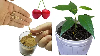 Growing Cherry Tree From Seed Time-lapse  cherry seed germination How to grow cherry tree from seed