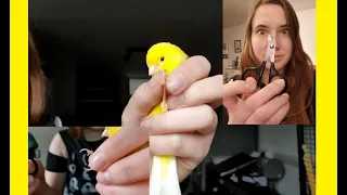 How to clip your birds their nails