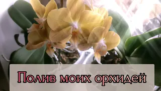 Полив моих орхидей дома#обзор#орхидеи#уход#original#цветоводство