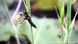 Eine Libelle schlüpft - the birth of a dragonfly