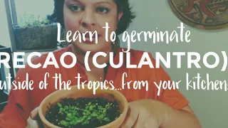 How to GERMINATE #Culantro #Recao #Ngò Gai #ThaiParsley outside of the tropics (from your kitchen!)