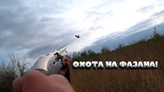 Охота на Фазана ( Открытие 2022 ) Pheasant Hunting