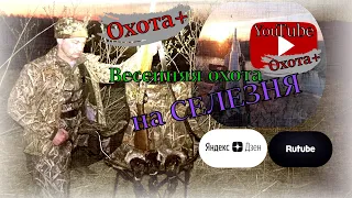 Весенняя охота на СЕЛЕЗНЯ с подсадной уткой. Весна 2022. Ружьё МЦ 21-12  1981 года. Удачная охота