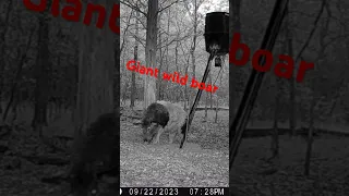 Giant wild boar #boarhunting #hunting #nighthunting #thermalhunting #feralhogs #hoghunting #boar