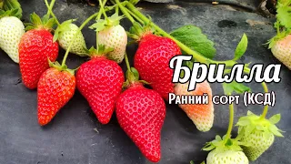 И снова БРИЛЛА поражает урожайностью‼️🍓 23 мая 2023. г.Ставрополь.