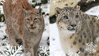 Les animaux en action sous la neige !