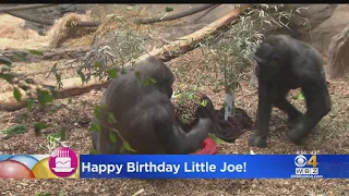 Franklin Park Zoo celebrates Little Joe's 30th birthday