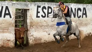 Vaquejada 2023 disputa só cavalo garanhão