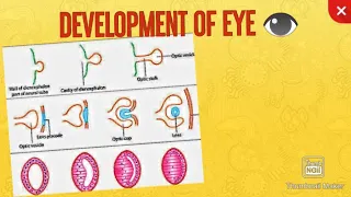 DEVELOPMENT OF EYE( optic vesicle and lens)