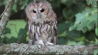 Namine peleda - Strix aluco - Tawny Owl