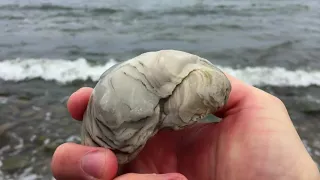 Spitzenfund - Fossile Auster