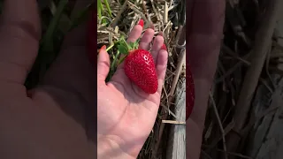 Найкращий сорт полуниці🍓 Величезні солодкі ягоди щє й ремонтантні! Сорт - АРОМАС🍓 #полуниця #сад