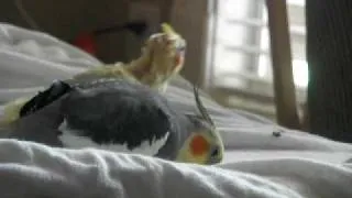 Daddy cockatiel feeding his baby & kicking her off of the stool.