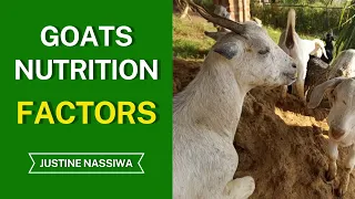 What are the factors affecting goats nutrition. Buzibwera Charity Green Acres Farm