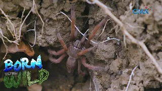 Super spiders: Tarantulas of Romblon | Born to be Wild