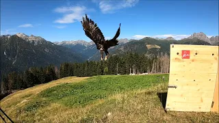 Torna a volare tra le Dolomiti e il Lagorai, l'aquila reale ritrovata ferita