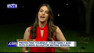 Alligator mating season underway in Florida