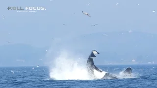 Transient orca punts a seal 80 feet into the air near Victoria, BC!