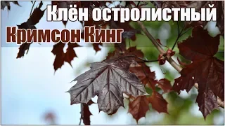 Клен остролистный Кримсон Кинг - стратификация и посадка семян