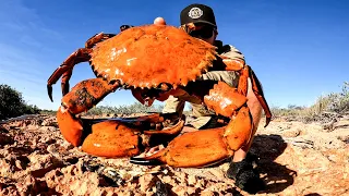 GIANT CRAB - caught by hand - cooked on fire - delicious...