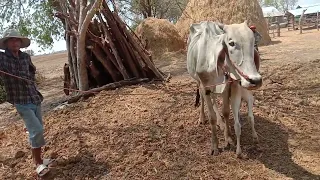 today is treatment cow Diseas in cambodai